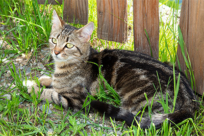 Katze am Innerunterstellhof